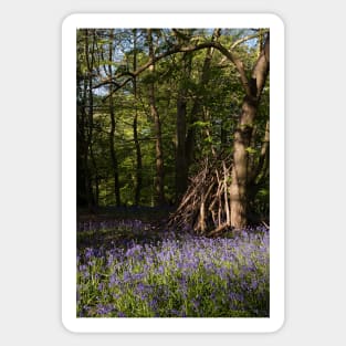 Hidden bluebell wood Sticker